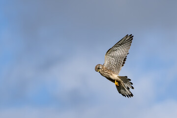 Kestrel hovering over a field near East Grinstead looking for prey