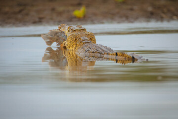 Krokodil auf der Jagd