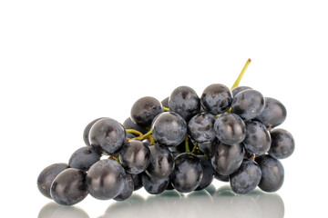 One sprig of sweet black grapes, macro, isolated on white background.