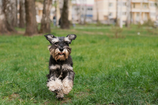 Cute Funny Miniature Schnauzer Puppy Jumps Forward While Walking In Yard On Grass