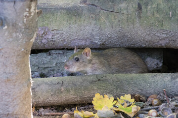 Brown Rat nesting in some old logs
