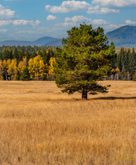 A Tree Stands Alone on The Prariie in Glacier National Park, Montana USA