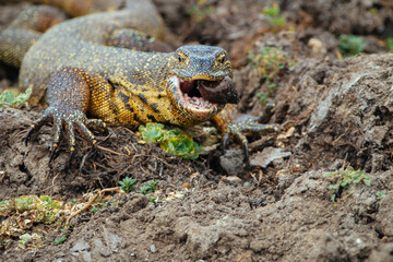 Varan