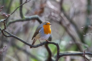 Rotkehlchen auf einem Ast