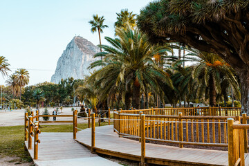 Rock of Gibraltar, view from La Línea de la Concepción. Famous Tree Drago Centenario located in...