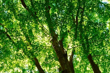 木漏れ日の森　緑の背景