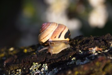 snail on a tree