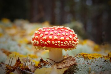 A poisonous mushroom with a bright red hat in a forest in a clearing overgrown with light moss