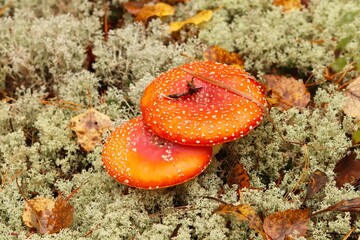 Poisonous mushrooms with a bright red hat in the forest in a clearing overgrown with light moss