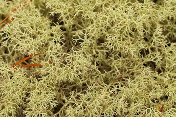 Background, texture light forest moss