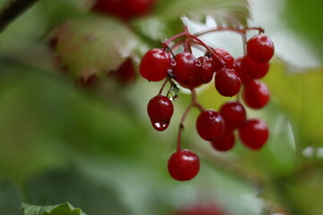 red currant bush