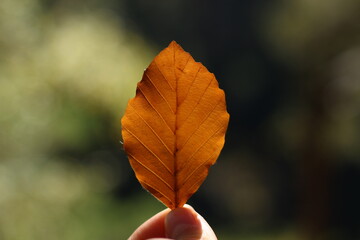 Fototapeta premium leaf in the hand