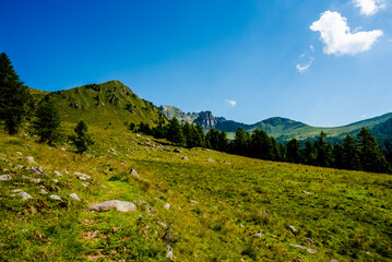Fototapeta premium 2022 07 03 ValCampelle trail and pine 2