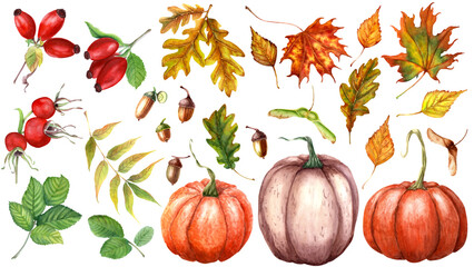 Autumn leaves, berries and seeds big set. Watercolor illustration isolated on white © Modesta