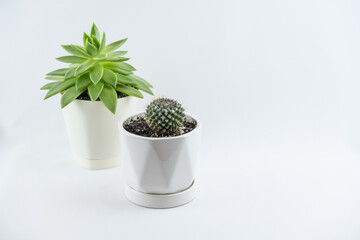 succulent in a white pot on a white background. green flower in a white pot. flower on white background. cactus in flowerpot. 