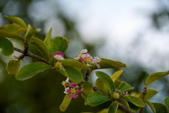 Selective focus shot of blooming barbados cherry (Malpighia glabra) in the garden