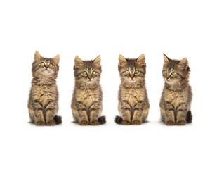 four beautiful kittens sit on a white background