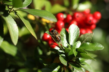 red currant bush and bee