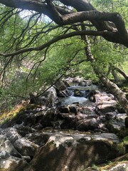 Vertical shot of a river flowing down the rocks in a forest surrounded by nature