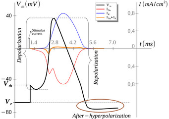 Stages of the action potential and Currents carried ions through the membrane
