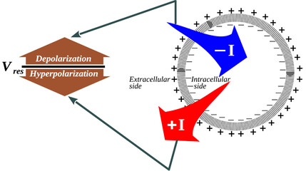 Cell input and output currents and Membrane depolarization and hyperpolarization