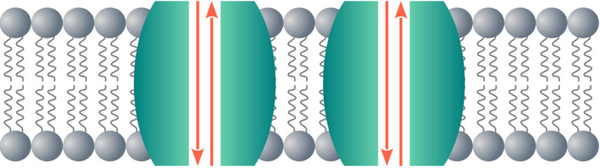 Leakage channels or holes permanently open in the neuronal membrane