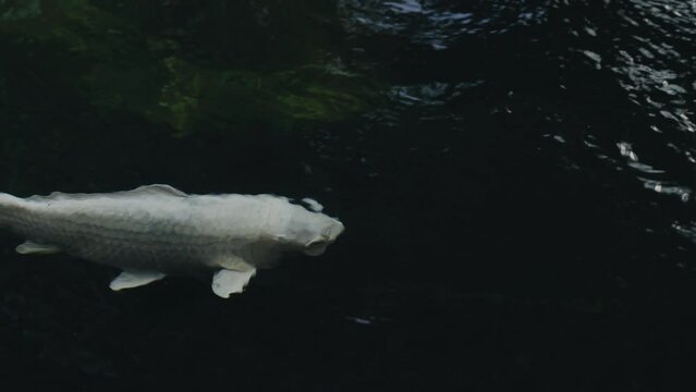Amur carp swim slowly in an open pond. Relaxation. Close-up.