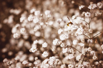 Bee on white flowers in autumn © Asier
