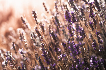 Group of purple flowers at sunset.  © Asier