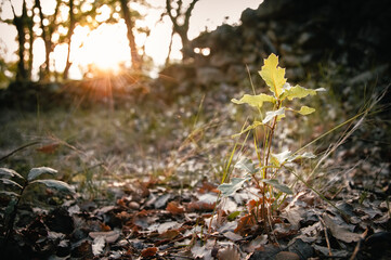A sapling of a tree lit by sunset light.