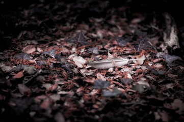 A lone feather on the forest floor. © Asier