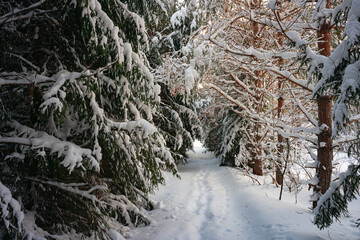 Pine trees covered with snow on frosty evening. Beautiful winter panorama