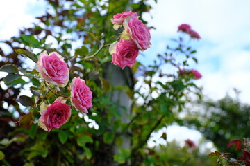 小さいバラ　Small roses.