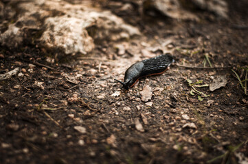 Black slug (Arion ater) 
Babosa Comun (Arion ater)