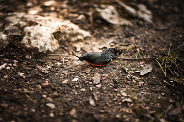 Black slug (Arion ater) 
Babosa Comun (Arion ater)