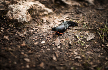 Black slug (Arion ater) 
Babosa Comun (Arion ater)