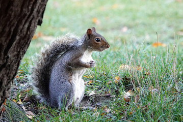 A grey squirrel sitting on the ground under a tree. 