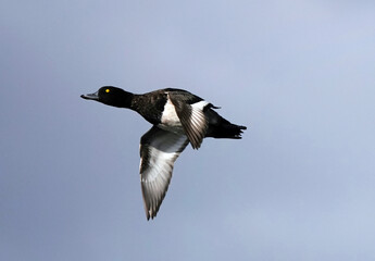 A male tufted duck in flight across a blue sky. 