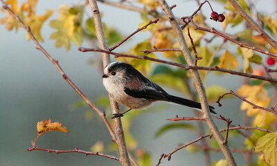 A long-tailed tit perching on the branch of a tree in autumn. 