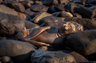 basking sea lion on the rocky beach of Punta Suarez, Espanola, Galapagos