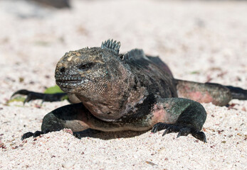 basking iguana on the beach, Espanola, Galapagos