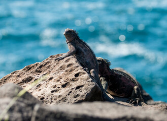 basking marine iguanas silhouetted against the ocean, Espanola, Galapagos