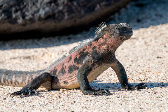 marine iguana on the sandy beach, Espanola, Galapagos