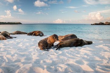 group of sea lions with a pup on the white sandy beach in Gardner Bay, Espanola, Galapagos