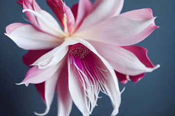 Naklejka premium imaginaton feather abstract flower,rose,chrysantemum,canna,epiphyllum