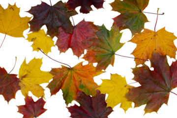 maple leaves on a transparent background