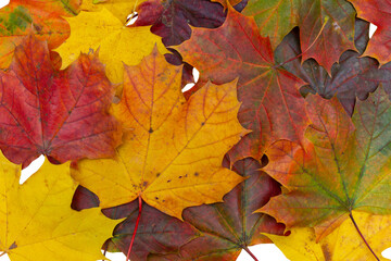 Naklejka na ściany i meble maple leaves on a transparent background