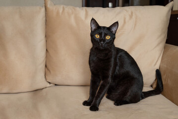 Black cat with yellow eyes sitting on couch looking at camera