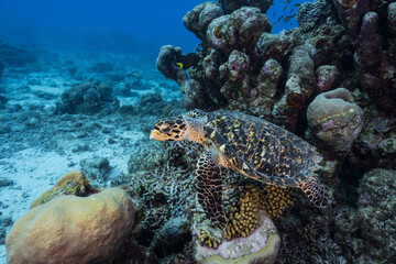Seascape with Hawksbill Sea Turtle in the coral reef of the Caribbean Sea, Curacao