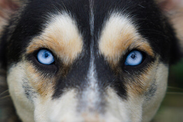 Blue eyes husky
